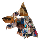 Dog Photo Fridge Magnets - (PACK OF 2) (UK)