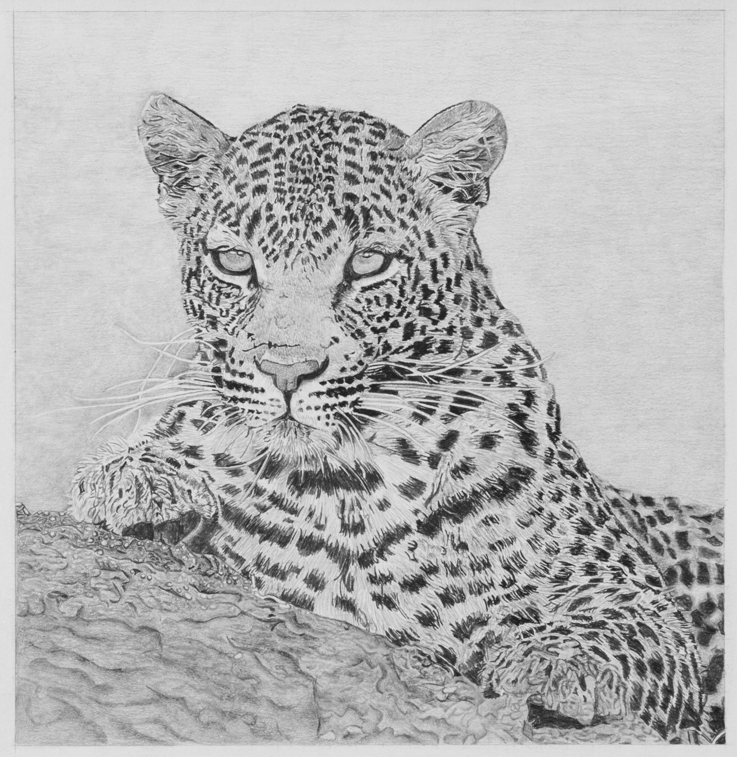 Leopard Pencil Drawing Pencil Drawing Clive