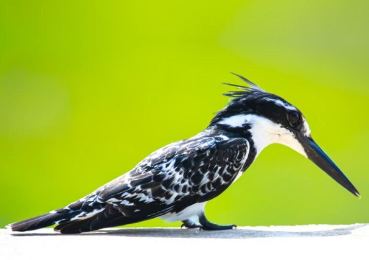 Wildlife Bird Print: 4