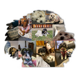 Dog Photo Fridge Magnets - (PACK OF 2) (UK)