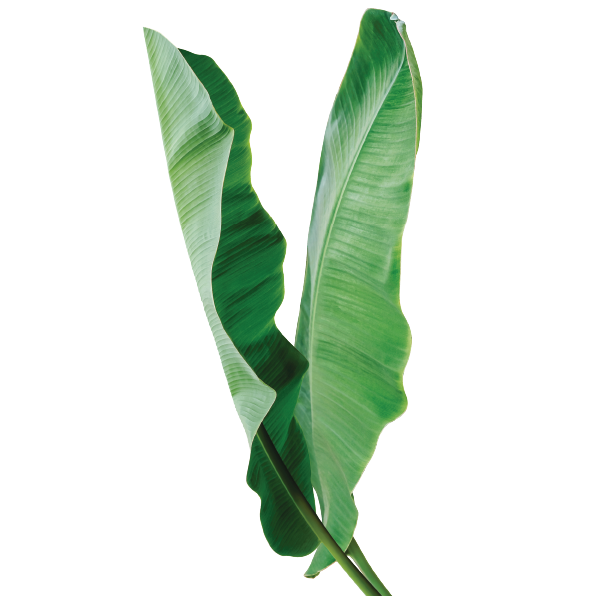 Baby Safari Animals Theme