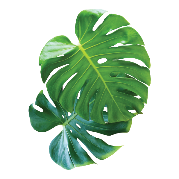 Baby Safari Animals Theme