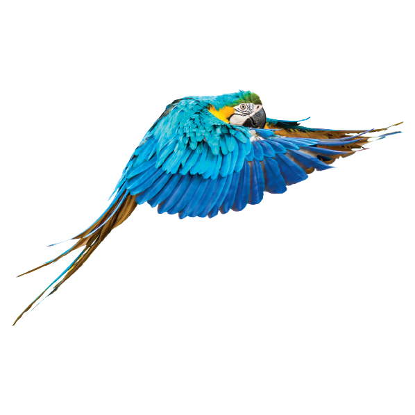 Baby Safari Animals Theme