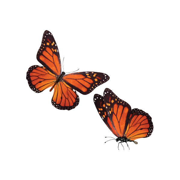 Baby Safari Animals Theme