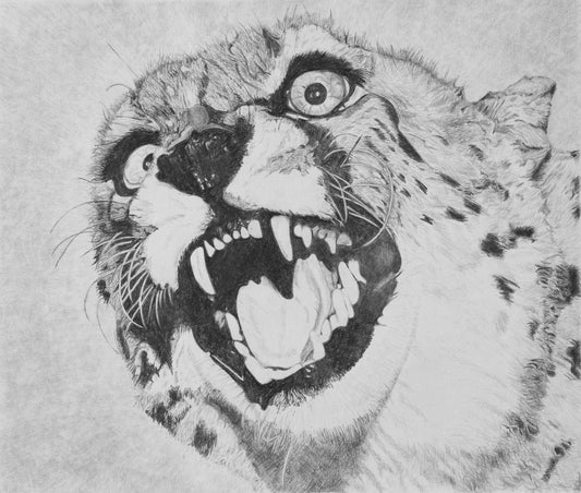 Cheetah Pencil Drawing Pencil Drawing Clive 