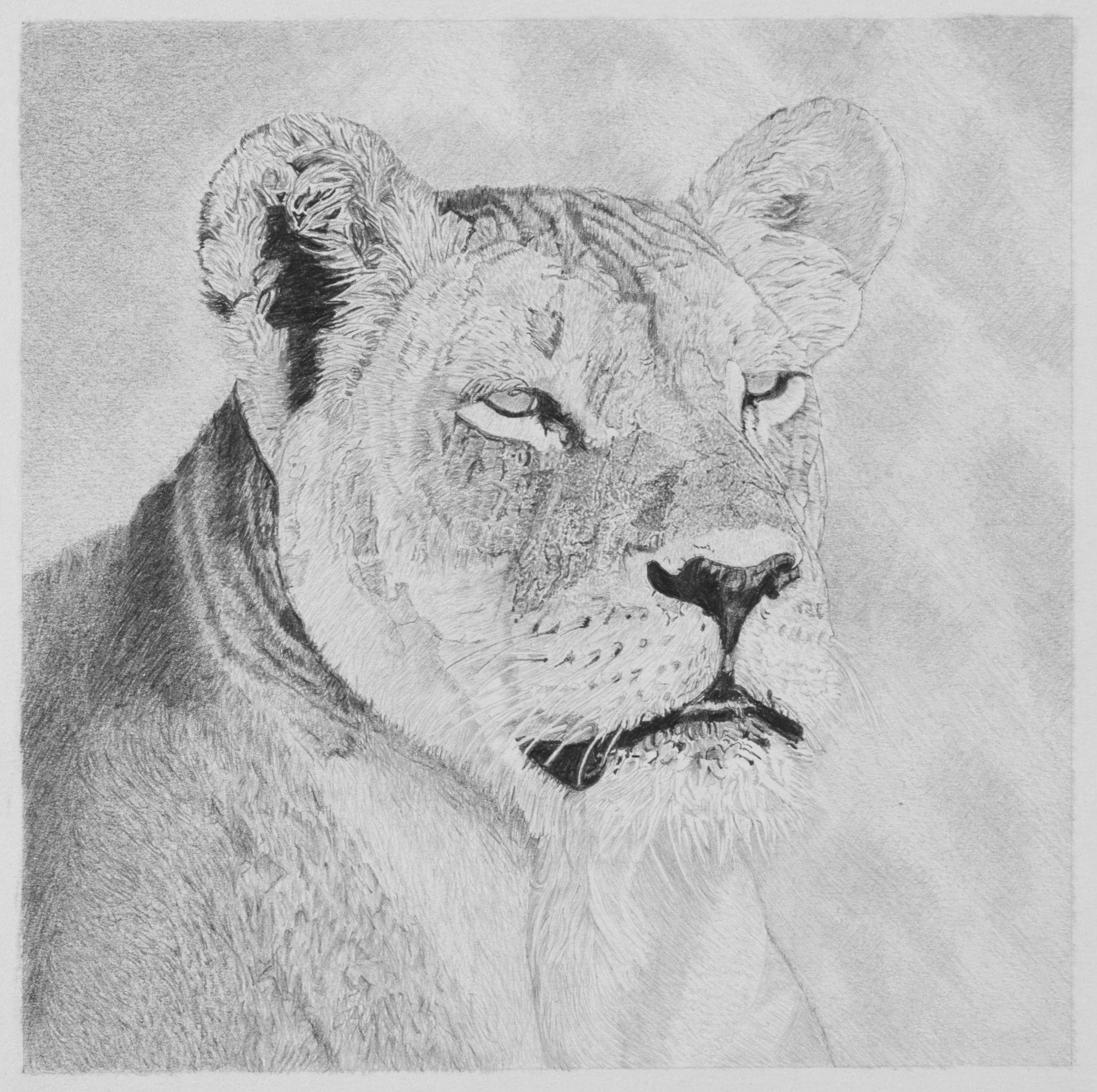 Female Lion Pencil Drawing Pencil Drawing Clive 
