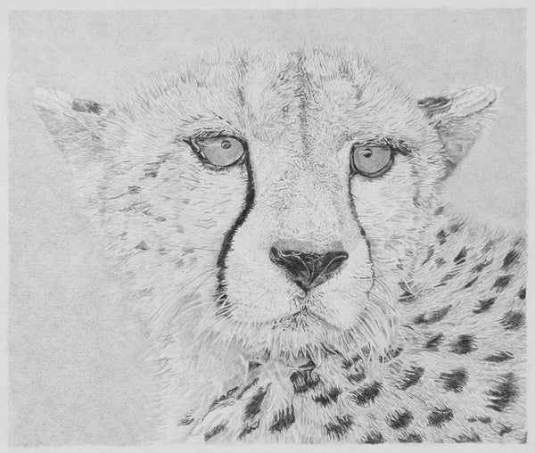 Cheetah Pencil Drawing Pencil Drawing Clive 
