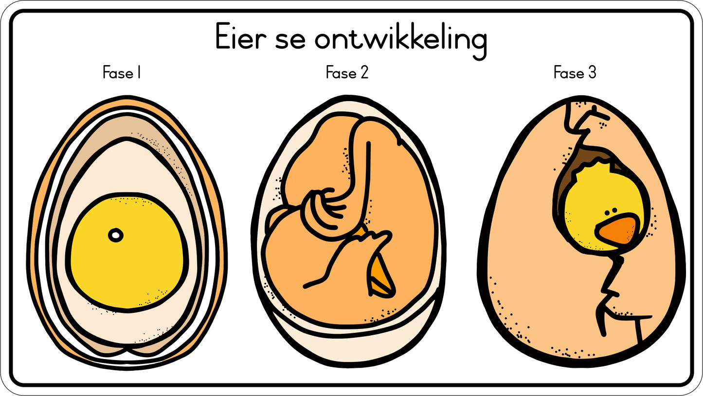 Lewensiklus van die hoender Fridge Magnets - (6 PER PACK)