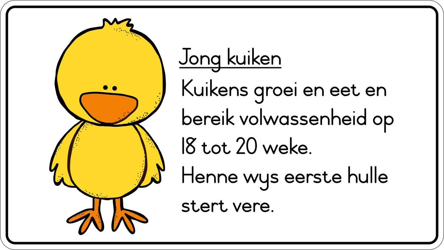 Lewensiklus van die hoender Fridge Magnets - (6 PER PACK)