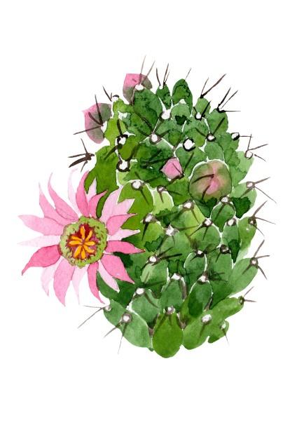 Girls: Set of 3 - Llama with a Cactus Canvas & More 