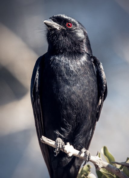 Wildlife Bird Print: 1