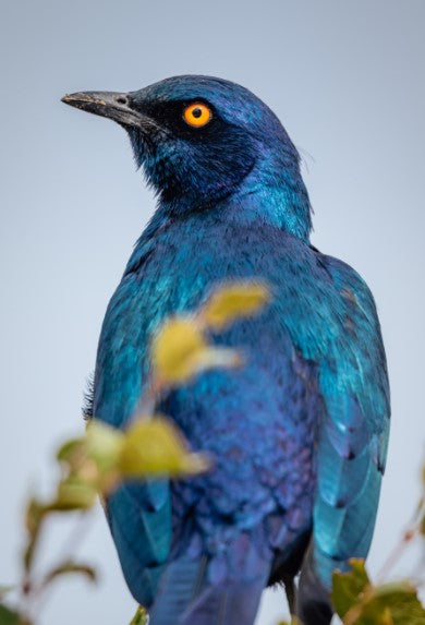 Wildlife Bird Print: 3