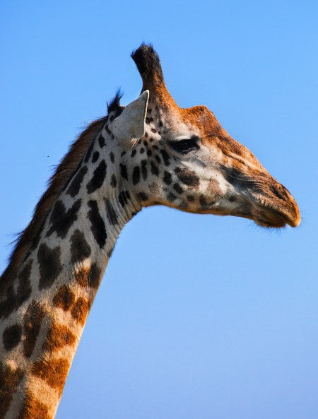 Giraffe Print: 2