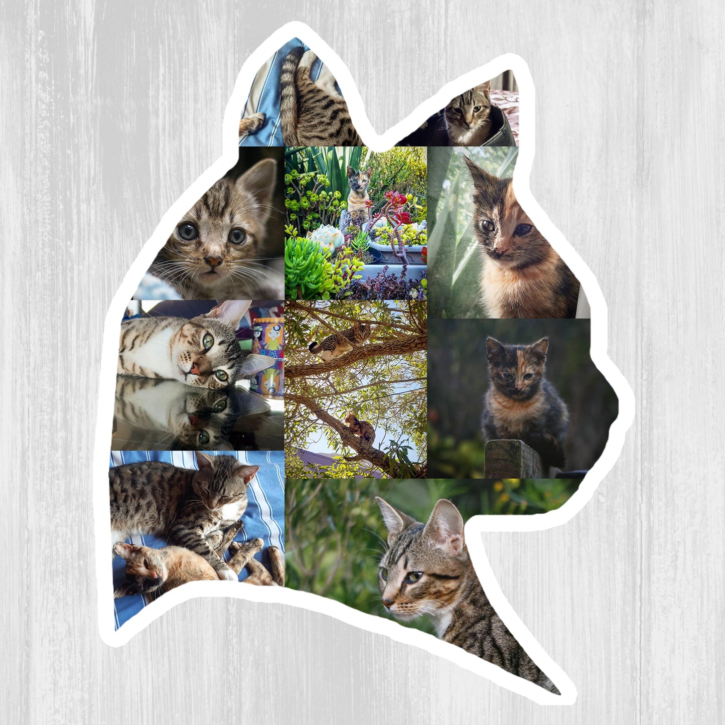 Cat Photo Fridge Magnets - (PACK OF 2) (UK)