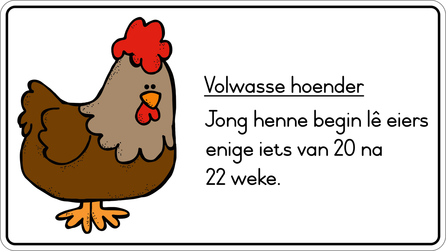 Lewensiklus van die hoender Fridge Magnets - (6 PER PACK)